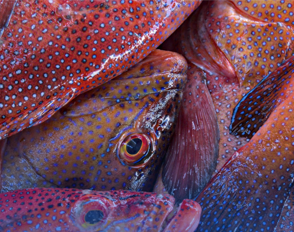 RN registra novos casos de ciguatera e Sesap reforça alerta sobre consumo de&nbsp;peixe