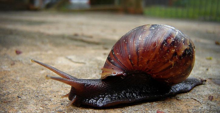 O perigo pode morar no seu&nbsp;quintal.