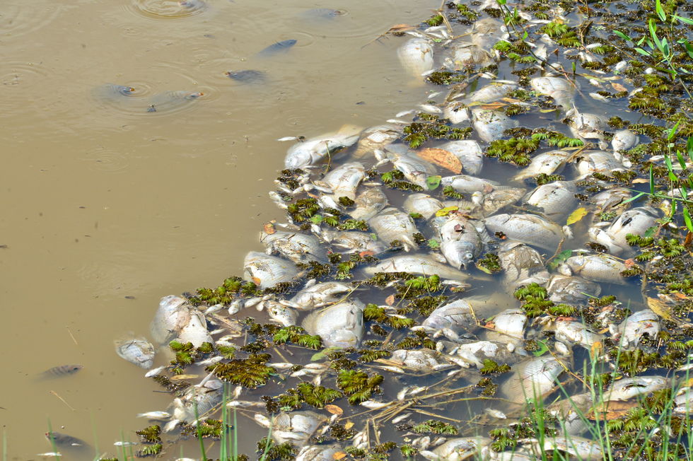 Ainda sem previsão de respostas pela causa da morte de milhares de peixes em Currais&nbsp;Novos.