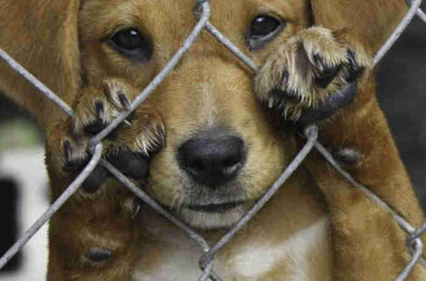 Mulher é presa no RN por tortura contra&nbsp;animais.