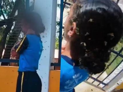 Alerta no RN: Com mais de 3,2 mil ocorrências registradas, saiba por que ataques de abelhas aumentam no calor e como se&nbsp;proteger