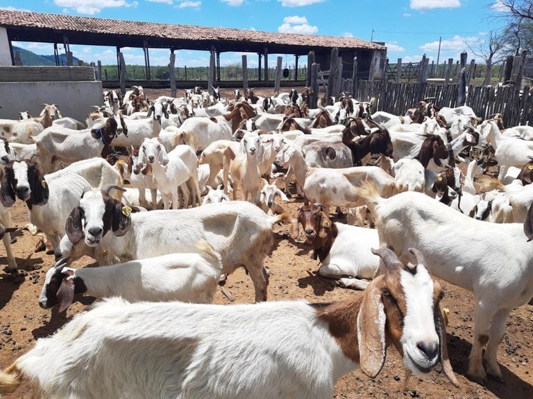 Ataques de cães a rebanhos ameaçam a tradição da carne de bode na&nbsp;região